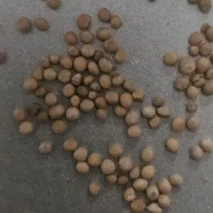 Faith Seed Mustard Seeds – A Symbol of Faith & Possibility