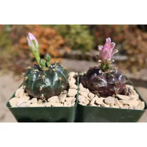 Gymnocalycium damsii rotundulum