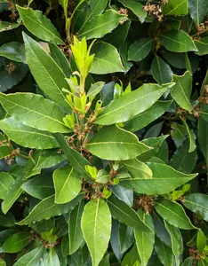 Laurus Nobilis Bay Leaf Plant, Bay Leaf Tree Live Plant, 4-9 Inch Tall, Sweet Bay Laurel Sweet Live Plant