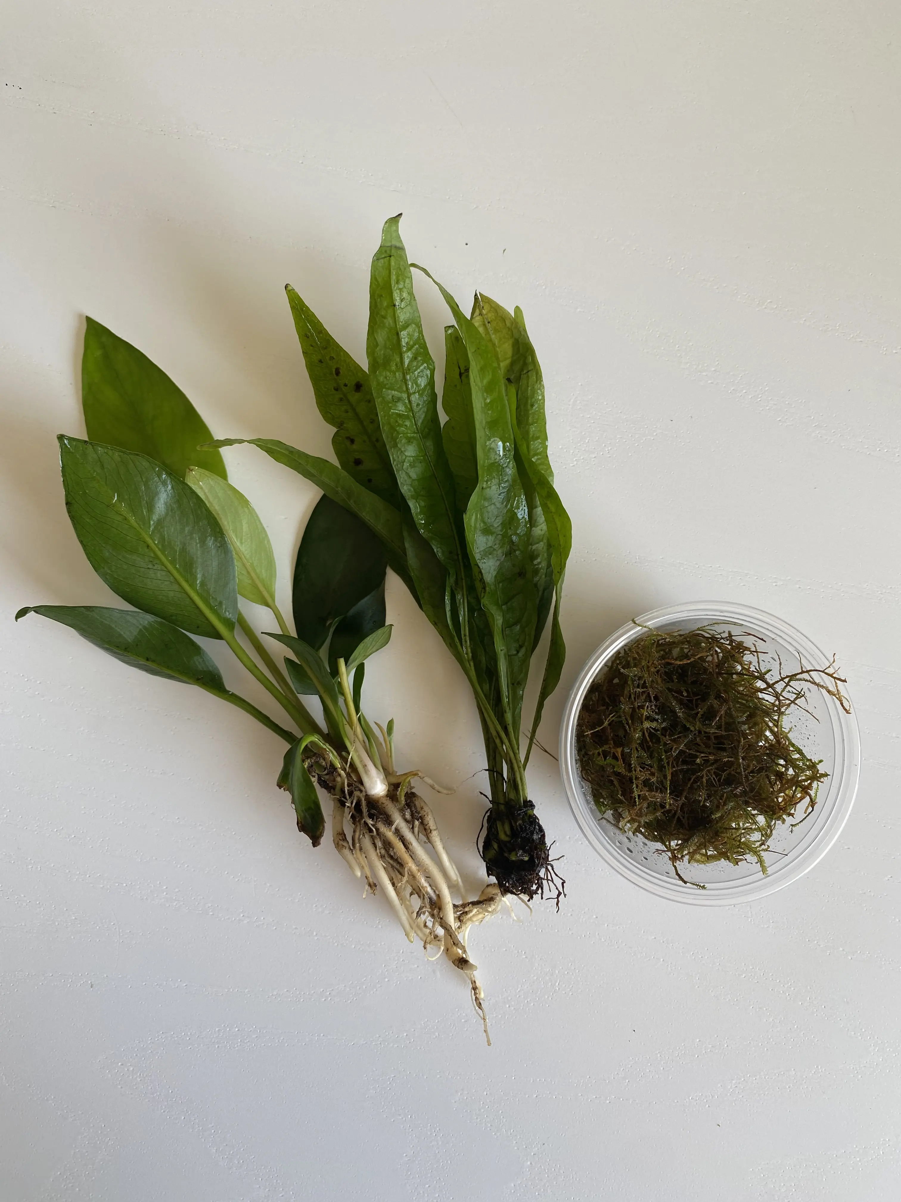 Low Light, Low Tech, Easy, Live Aquarium Plant Bundle. Anubias, Java Fern, & Java Moss - These plants are great for your first live plants!