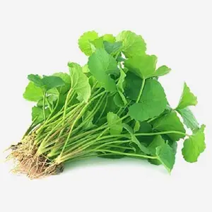 Green Gotu Kola Big Leaf Seeds | Centella asiatica | Edible Herb Vegetable | Asian Pennywort Garden Seeds, 500 Seeds, Non-GMO, Open-Pollinated, Fresh Harvest for Home Herb Gardens