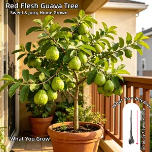 Red Guava Live Plant - 3-5 Yrs Old Bare Root, Sweet Tropical Fruit Tree, Strong Aroma, Fast Growing for Home Garden