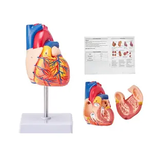 VEVOR Human Heart Model, 2-Part 1: 1 Life Size, Anatomically Accurate Numbered Anatomical Heart Model with Anatomically Correct Structures, Magnetic Design, Held Together on Display Base for Learning