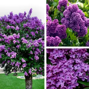 20 Lilac Purple Seeds, Syringa vulgaris Seeds, Common Lilac Purple Flower Tree Seeds