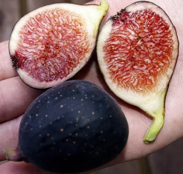 Petite Negra Fig Petite Negra Fig