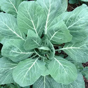 Champion Collard Greens Seeds Organic (Brassica oleracea var. acephala) – Hardy, nutritious leaves – Great for steaming, sautéing, and soups.