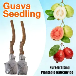 Guava Tree Sapling | Live Fruit Plant for Potted, Greenhouse & Outdoor Gardens | Easy to Grow, Fast Fruiting, Ideal for Home Gardeners & Fruit Tree Enthusiasts