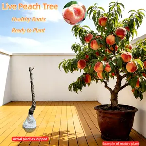 Heirloom Peach Tree – 4-5 Year Old Tree, Bare Root, Ready to Plant, Sweet & Juicy Fruit, Low Maintenance, Great for Home Gardening, Suitable for Ground or Pot