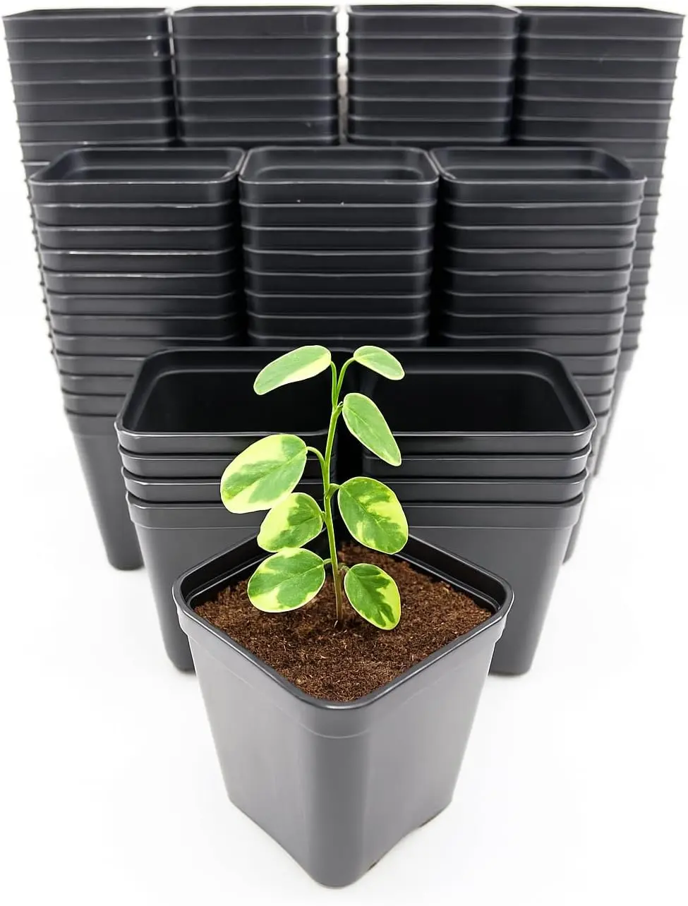 CZ Grain 2-Inch Square Plastic Starter Planter Pots for Indoor Plants - Garden Planters with Drainage Holes for Seedlings, Herbs, Succulents Propagation, Plastic Flower Pot