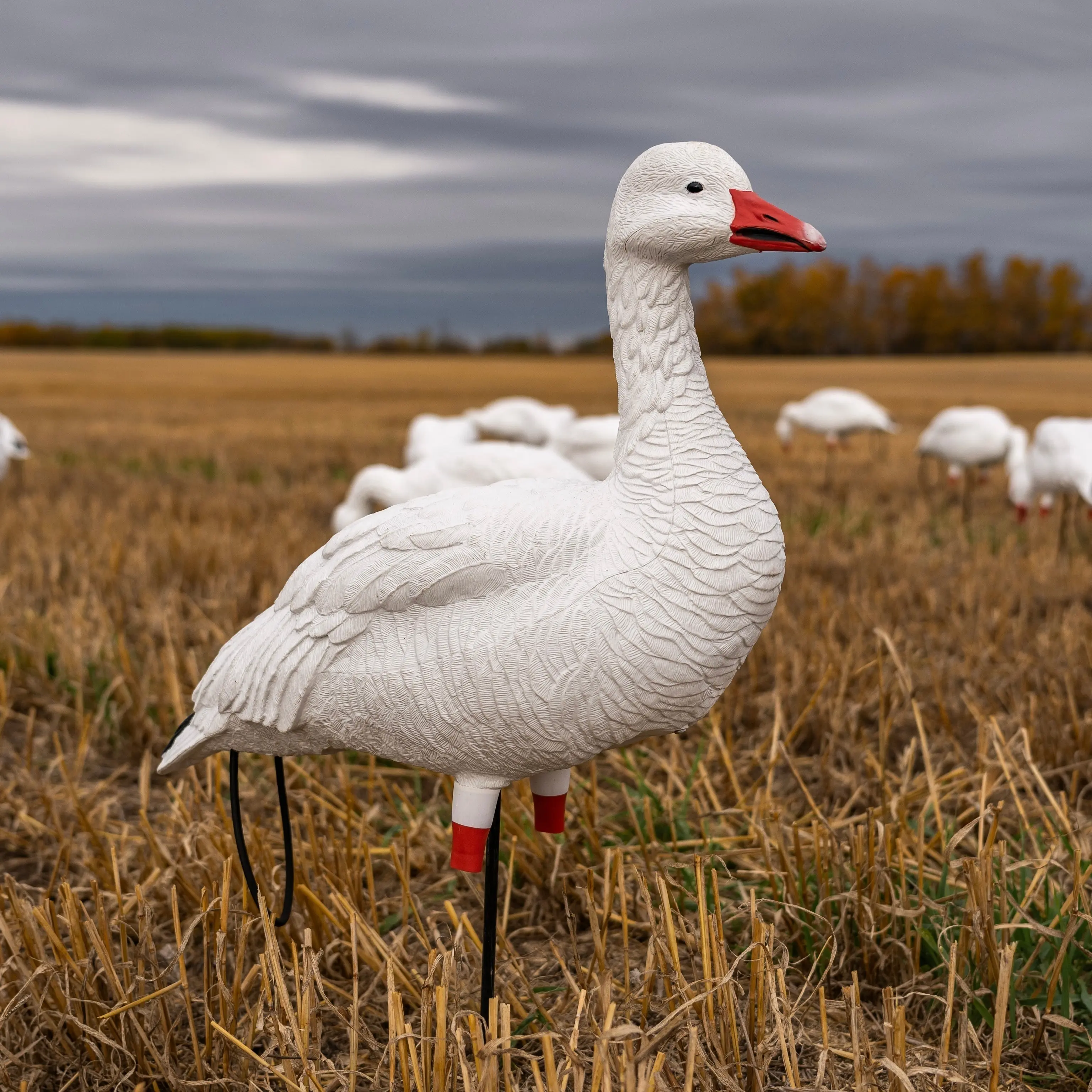 FB Snow Goose Full Bodies FB Snow Goose Full Bodies