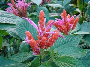 LIVE PLANT 3ft Aphelandra sinclairiana - Orange Shrimp plant - Panama Queen