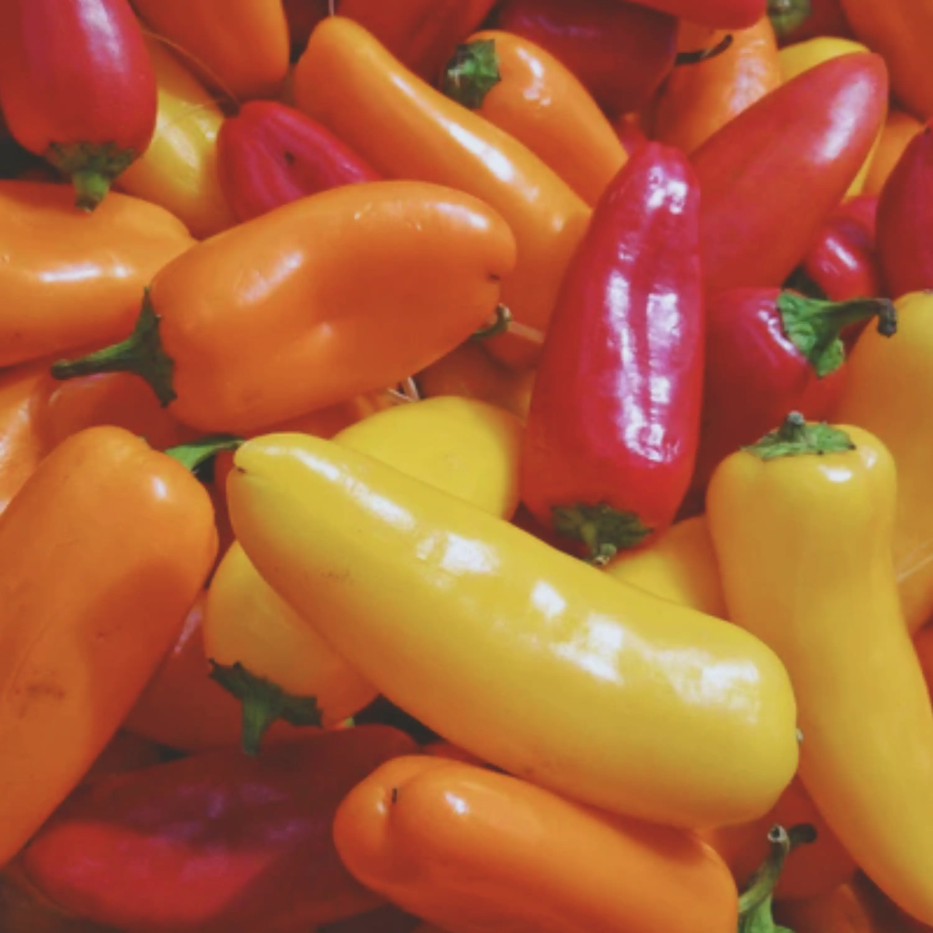 Heirloom Santa Fe Grande Spicy Pepper Seeds - Organic and Regenerative Gardening Seeds