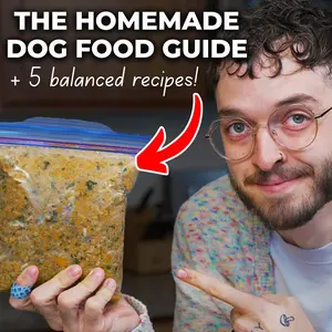 The Homemade Dog Food Guide + 5 Recipes