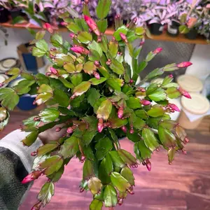 Christmas Cactus 6” Houseplant