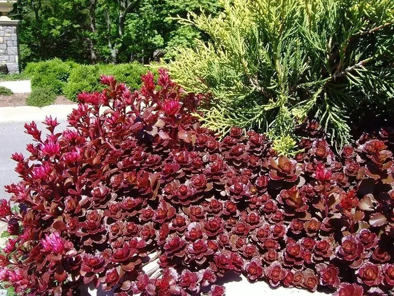 100 Red Dragons Blood Sedum Succulent Seeds