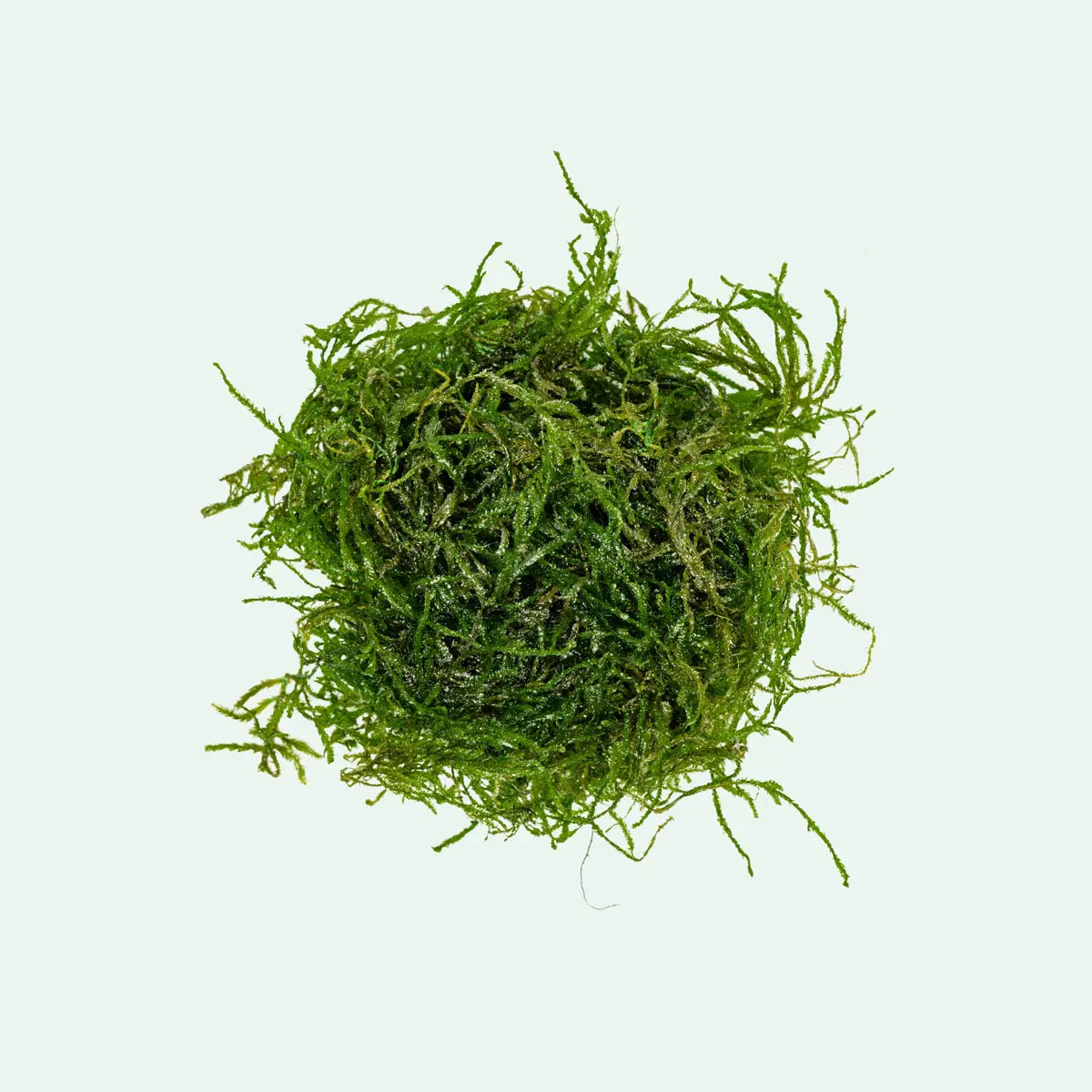 Flame Moss
