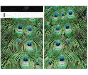 Peacock Feathers Green Poly Mailers Size 6x9 Shipping Bags