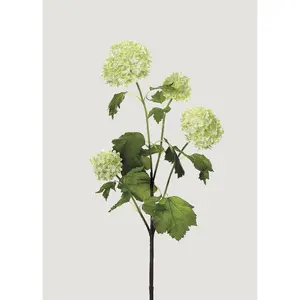 Snowball Hydrangea - Light Green