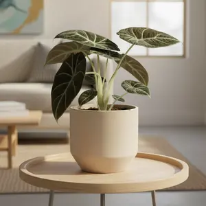 Alocasia Reginula 'Black Velvet'