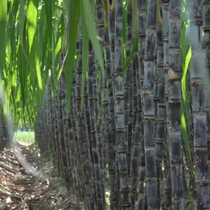 1000+ Sugar Cane Seeds, Sharing Pack, Rich in Sucrose Hybrid Make Suger Sweet Fruit Low-Maintenance  High Sucrose Hybrid, Low Maintenance, Sweet Fruit for Home Gardening