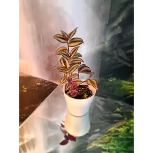 Tradescantia Zebrina 4"