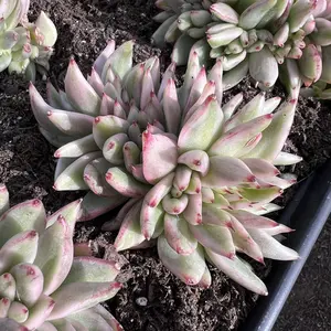 Echeveria Elk Soul Variegated Cristata Rare Succulent Live Plant Live Succulent Cactus