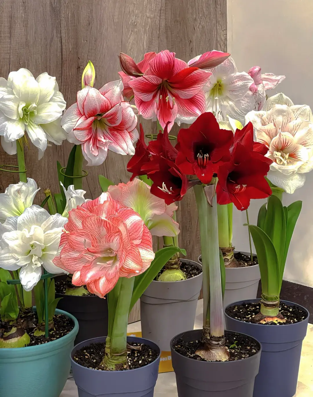 Amaryllis Bulbs for Planting.2Jumbo Hippeastrum Flowering Bulbs, Fragrant Indoor Winter Blooms, Red Pink White Mixed, Holiday Gift