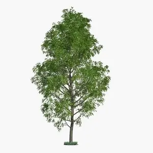 10 Hybrid Poplar Trees for Planting - Fresh Cuttings - Fast Growing Privacy Trees with Easy Growth & Maintenance - Made in USA - Zone 3-10 Friendly