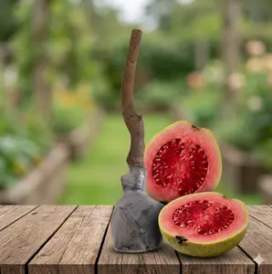 （ZS#FF)  Red Flesh Guava Tree Seedling, Tropical Fruit Plant for Backyard, Patio & Outdoor Planting