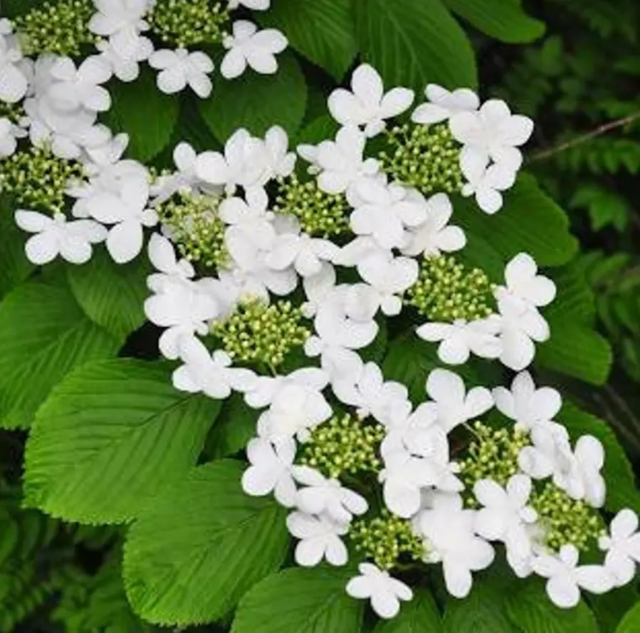 Japanese Snowball Viburnum Live Plant, 8-10" Tall Viburnum Shrub in Pot, Hardy Flowering Snowball Bush for Outdoor Garden