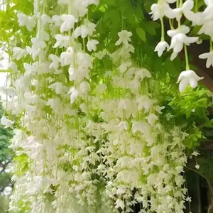 30 pcs hanging jasmine seeds，climbing vines，plants that are easy to live，sown in all seasons