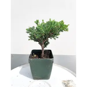 Mini Juniper Bonsai Tree | 2 inch pot | Fairy Garden
