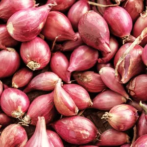 TomorrowSeeds - Nero Shallot Sets (Bulbs) F1 Round Traditional Echalote Onion Set Scallion Red Grow Garden Planting Seed For 2024 Season  -