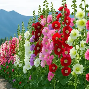 Hollyhock Seeds Bulk Pack - Mixed-Color Perennial Blooms, Attracts Pollinators, Easy to Grow, Tall Garden Beauty - Perfect for Outdoor Landscaping, Backyard Shade, and Cottage Flower Gardens