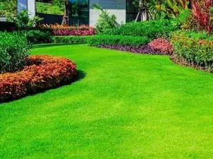 1000 Emerald Zoysia Grass Seeds