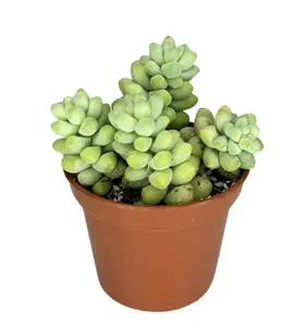 2" or 4" Donkey Tail – Sedum Morganianum – Choose Your Size – Live Plant