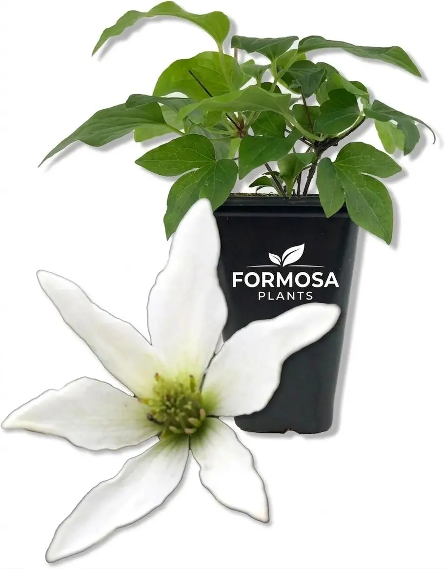 Sweet Autumn Clematis - 1 Live Plant in a 2 Inch Pot - Fragrant White Blooming Climbing Vine, Fast Growing Garden Climber - Clematis paniculata