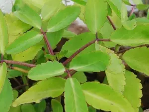 Kalanchoe Pinnata - Miracle Leaf Plant - Life Love Plant - Bryophyllum Pinnatum