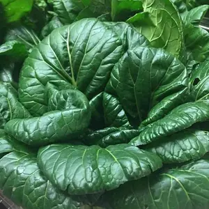 3,000 Tatsoi Mustard Seeds for Planting 7.5+ Grams Garden Vegetable