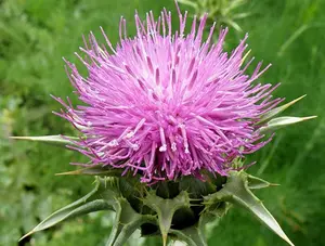 300 Milk Thistle Seeds for Planting Annual Flowering Plant Beautiful Plants Seeds , Open Pollinated