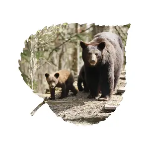Black Bear And Cub Aspen Leaf Wall Art