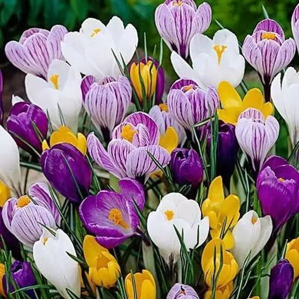 Mixed Crocus Flower Bulbs Blue Moon Open Pollinated Heirloom Non GMO Large Bloom Low Maintenance Perennial Outdoor Ornamental Flowers Easy To Grow for Garden Beds Containers Blue Flowers