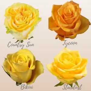 Yellow Assorted Roses - Premium Ecuador Imported - 35 Petals Medium Bloom - 50cm Length - Bikini Tycoon Country Sun Stardust - Fresh Bud Form - 25-stem Bunches