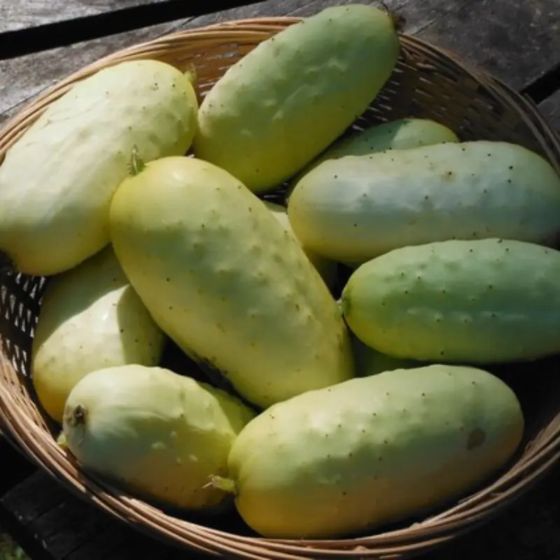 Boothby’s Blonde Cucumber Organic Seeds – Rare heirloom with creamy skin and crisp, sweet flavor; ideal for salads, pickling, and home gardens.