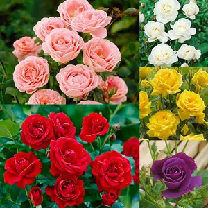 200 + Mixed Rose Seeds - Outdoor Flower Seeds, Rose Seeds, Home Garden Blooms