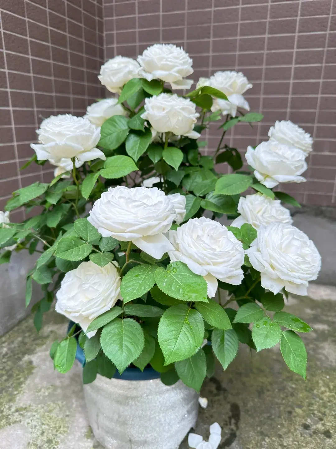 White Rose Tree Sapling - Garden Decor Plant with Romantic White Blooms, Elegant Gift for Flower Enthusiasts