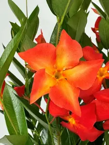 Mandevilla NEW! 2024 FiredUp Orange Starter Plant, Lot of 2