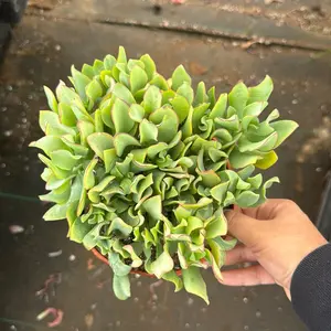 Ripple Jade 6 in pot plant succulent Crassula