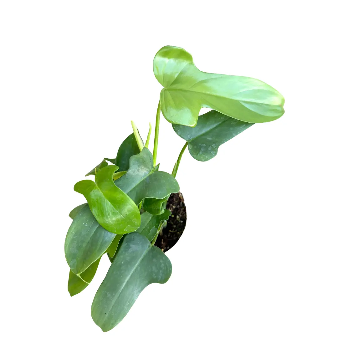 4" Philodendron Panduriforme – Live Indoor Plant