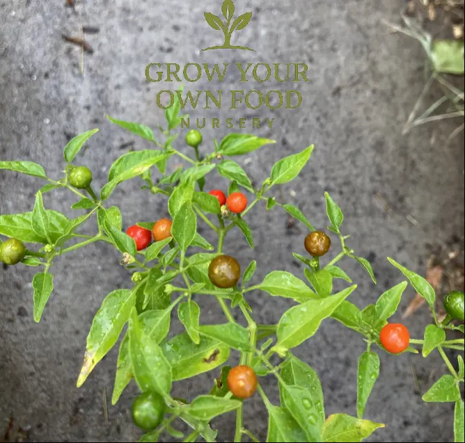 Chiltepin Hot Pepper Live Starter Plant - Heirloom, Non-GMO, Perennial Capsicum Annuum, Heirloom Seeds, 32°F Cold Guard, Hot Spice, Organic Growing, Full Sun Cultivation, Fiery Bite for Sauces, Unique Flavor